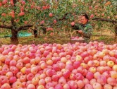 品牌的力量、富岗食品：把小苹果做成乡村振兴大产业