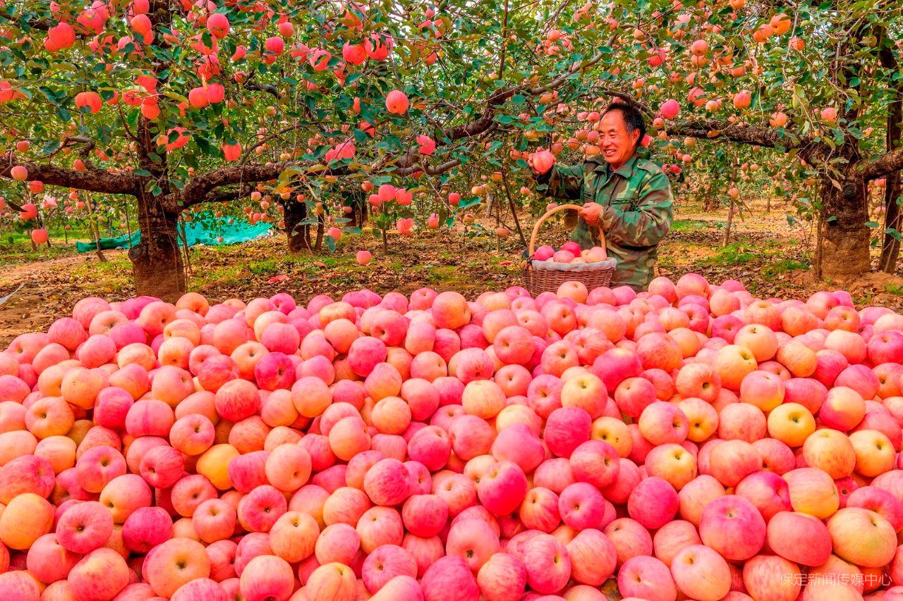 ↑岗底村村民在果园里采摘苹果。籍明泉 、齐兴朝摄.jpg